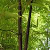 Bambu Phyllostachys nigra