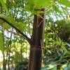 Bambu Phyllostachys nigra