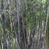 Bambu Phyllostachys nigra