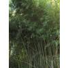 Bambu Phyllostachys humilis