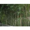 Bambu Phyllostachys humilis