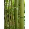 Bambu Phyllostachys Atrovaginata