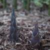 Bambu Phyllostachys Atrovaginata