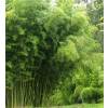 Bambu Phyllostachys Atrovaginata