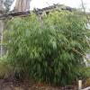 Bambu Fargesia robusta 'Formidable Wenchuan'