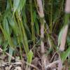 Bambu Fargesia robusta 'Formidable Wenchuan'