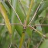 Bambu Fargesia robusta 'Formidable Wenchuan'