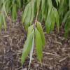 Bambu Fargesia robusta 'Formidable Wenchuan'