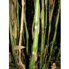 Bambu Sasa Japonica Tsutsu.