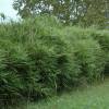 Bambu Sasa Japonica Tsutsu.