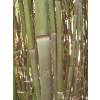 Bambu Phyllostachys bissetii