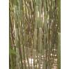 Bambu Phyllostachys bissetii