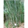 Bambu Phyllostachys bissetii