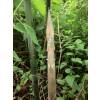 Bambu Phyllostachys bissetii