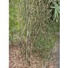 Bambu Pleioblastus chino