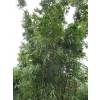 Bambu Bashania fargesii