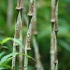 Bambu Chimono. marmorea