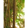 Bambu Chimono. quadra.