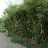 Bambu Fargesia robusta 'Pingwu'
