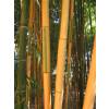 Bambu Phyllostachys b. Castillonis