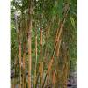 Bambu Phyllostachys b. Castillonis