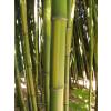 Bambu Phyllostachys b. C. inversa