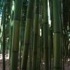 Bambu Phyllostachys b. C. inversa