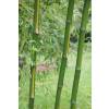 Bambu Phyllostachys b. C. inversa