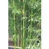 Bambu Phyllostachys b. C. inversa