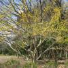 Cornus officinalis