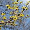 Cornus officinalis