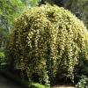 Roseira de Banks 'Lutea'