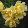 Roseira de Banks 'Lutea'