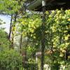 Roseira de Banks 'Lutea'