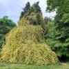 Roseira de Banks 'Lutea'