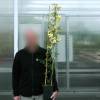 Roseira de Banks 'Lutea'