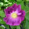 Roseira  'Violacea