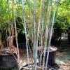 Bambu Fargesia papyrifera blue