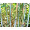 Bambu Fargesia papyrifera blue