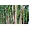 Bambu Fargesia papyrifera blue