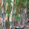 Bambu Fargesia papyrifera blue