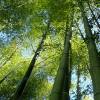 Bambu Mossô