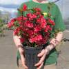 Azálea japonesa 'Hino Crimson'