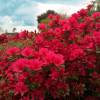 Azálea japonesa 'Hino Crimson'