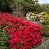 Azálea japonesa 'Hino Crimson'