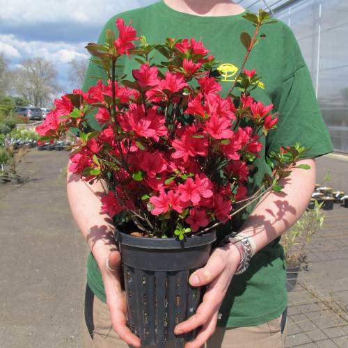 Azálea japonesa 'Hino Crimson'