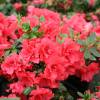 Azlea japonesa 'Princesse Deborah'
