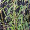 Bambu Fargesia robusta 'Campbell'