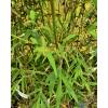 Bambu Bambusa textilis 'Gracilis'