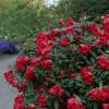 Rododendro vermelho 'Elisabeth'